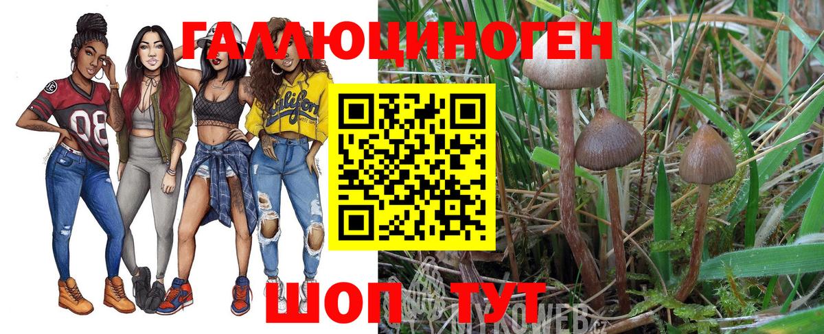 Псилоцибиновые грибы Psilocybe Томск